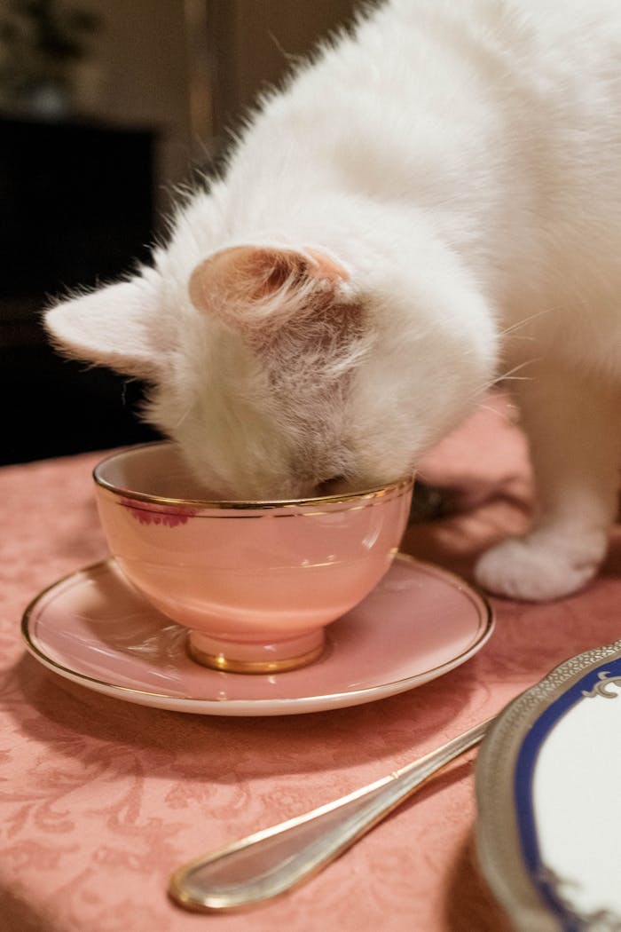 Charming image of a white cat curiously sipping from a pink teacup on a dining table.